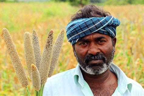 In India An Ancient Grain Is Revived For The Modern Era Greenstories