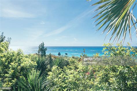 Ocean View With Plants And Palm Tree High Res Stock Photo