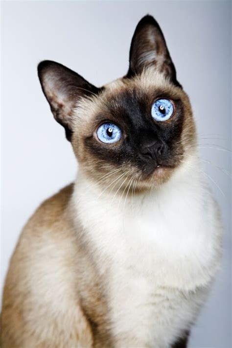 Can Siamese Cats Be Fluffy What You Should Know Faqcats