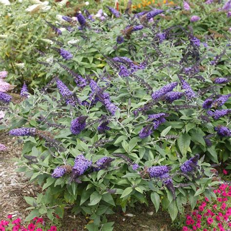Pugster Periwinkle Butterfly Bush My Proven Winners Colorchoices