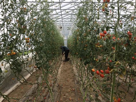 Plenty Wild Harvesting Tomatoes Young Agrarians