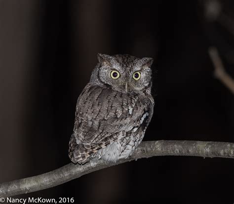 Photographing An Eastern Screech Owl Part Ii Welcome To