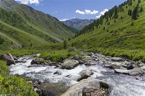 Upper Reaches Of A Mountain River Altai Mountains Siberia Russia