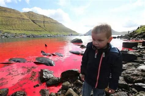 Pilot Whales Killing In Faroe Islands In Videos And Photos