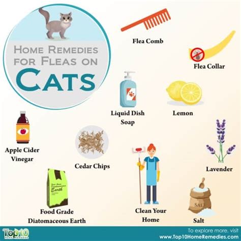 Home Remedies For Fleas On Cats Top 10 Home Remedies