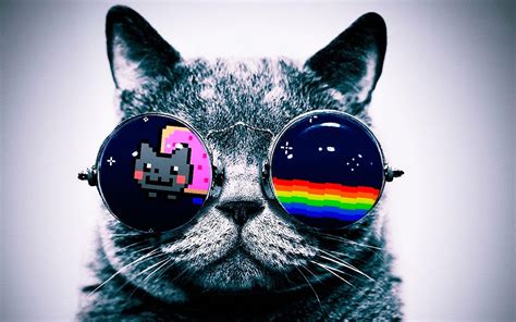 Cool Fondos De Pantalla Hd Cat Gato Con Gafas De Sol Fondo De