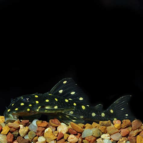 Gold Spotted L 136 Plecostomus Pacific Fish Depot