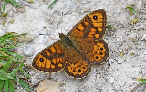 Wall Brown Badbury Rings Dorset Butterflies