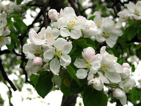 Fileapple Blossom Malus Domestica 09 Wikimedia Commons