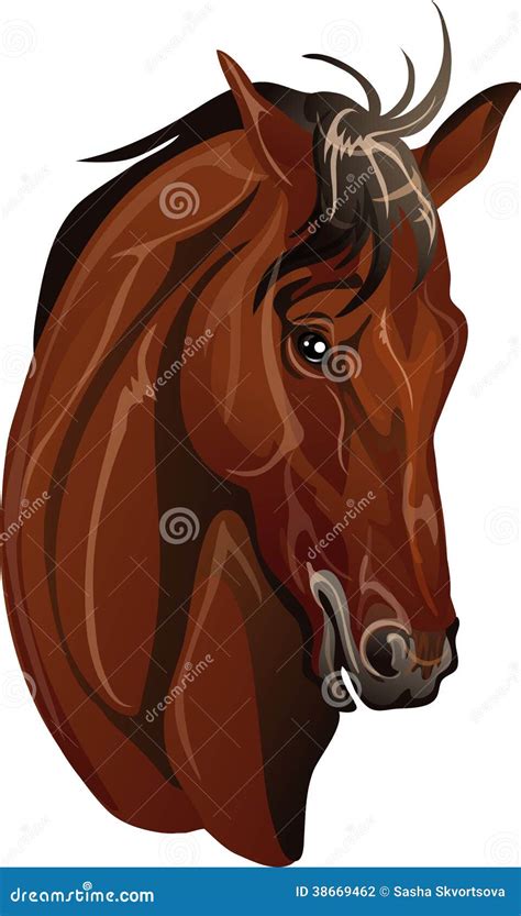 Head Thoroughbred Horse Breed Stock Vector Illustration Of Brown