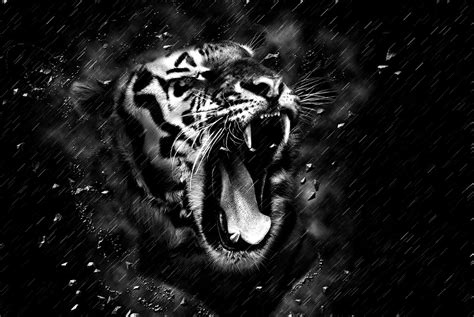 Black Tiger Wallpaper Hd 1080p