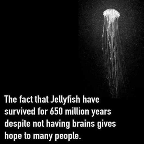 The Fact That Jellyfish Have Survived For 650 Million Years Despite Not