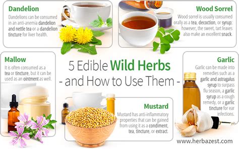 5 Edible Wild Herbs And How To Use Them Herbazest