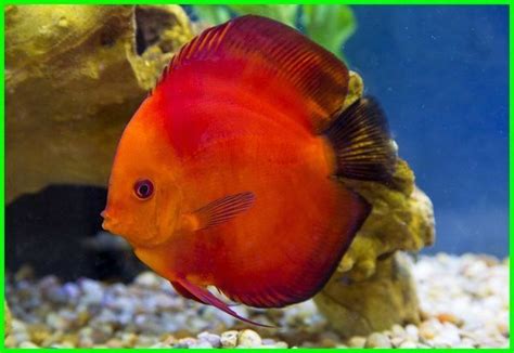 Melihat bermacam macam jenis ikan di dunia air tawar taman mini indonesia indah. 6 Ikan Hias Air Tawar Termahal ini Punya Warna yang Cantik ...
