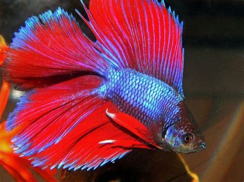 Twintail Halfmoon Betta Male Goodjoseph Live Fish Store