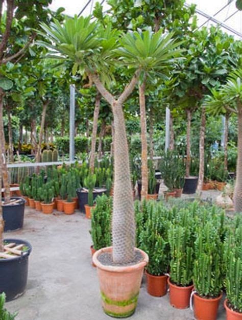Pachypodium Geayi Madagascar Palm Rare Succulents Caudex Cacti Seed