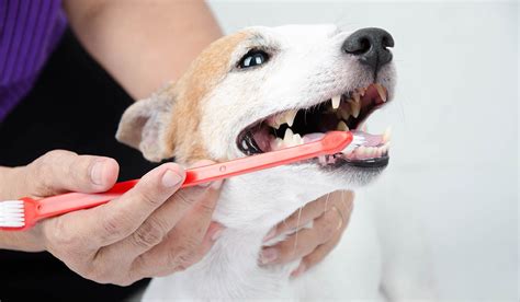 Tips To Keep Your Pets Teeth Healthy My Happy Pets By Vetoquinol