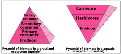 Ecological Pyramid Definition And Classification Sciencequery