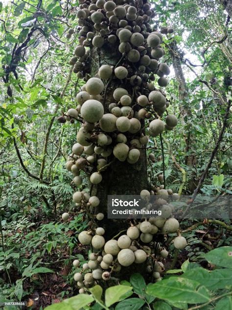 Amazon Rainforest Fruit Growing On Tree Stock Photo Download Image