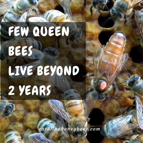Queen Bee Facts Colonies Replace Older Queens And Most Colonies Only