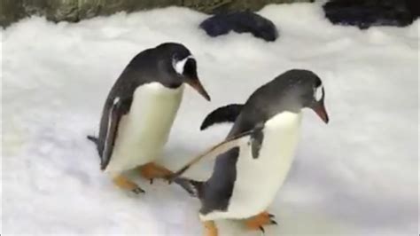 Same Sex Penguin Couple Incubate Egg At Sydney Aquarium Reuters