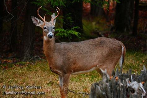 Whitetail Deer Blackwater Falls Wv Jeff Walters Flickr