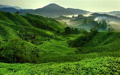 Highlands Tea 4k Cameron Hills Wallpapers Malaysia