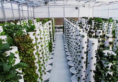Hydroponic Farming Aeroponic Tower Revolutionizing Urban Farming With