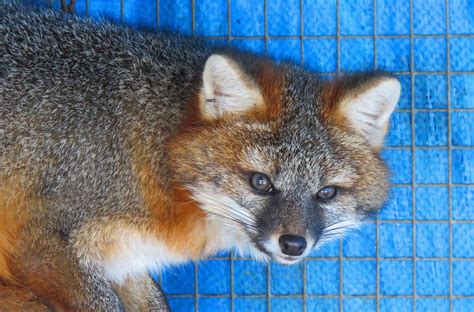 Critter Chatter Gray Fox In A Class Of Its Own