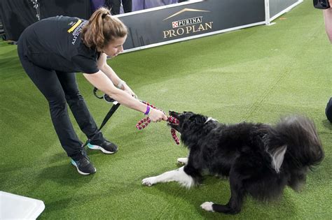 Westminster Agility 2021 Winner Verb The Border Collie Is Champion For