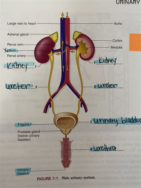 Urinary System Labeling Diagram Quizlet