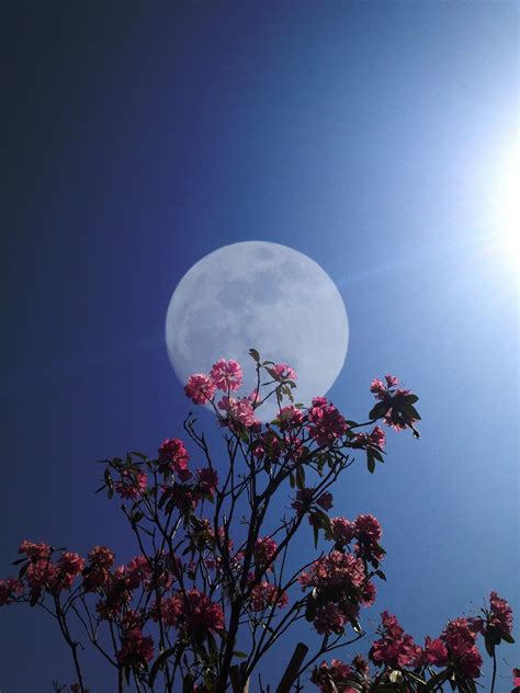 3.5 out of 5 stars 67. Moon & Flower | EXPLORED | Satoshi H (a.k.a ARCH) | Flickr