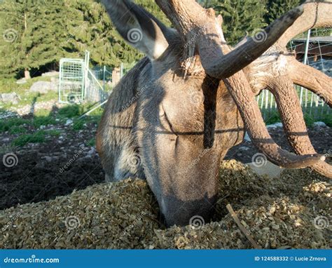 Domesticated Deer On A Farm In The Alps Stock Photo Image Of Colorful