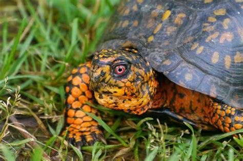 Eastern Box Turtle Daniels Animals