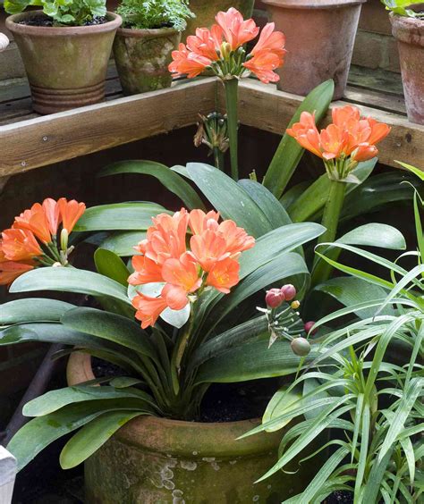 14 Hardy Houseplants That Will Survive The Winter Real Simple