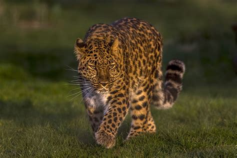 Amur Leopard Wild Cat