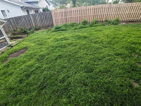 my 2023 lawn repair saga death crabgrass supremecy tilling progress and resurrection