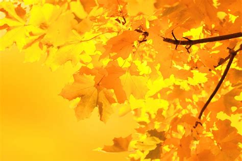 Free Images Nature Outdoor Branch Sunlight Fall Flower Foliage