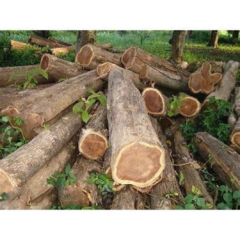 Teak Wood Log At Rs 8000cubic Feet Teak Logs In Mumbai Id 25928883133
