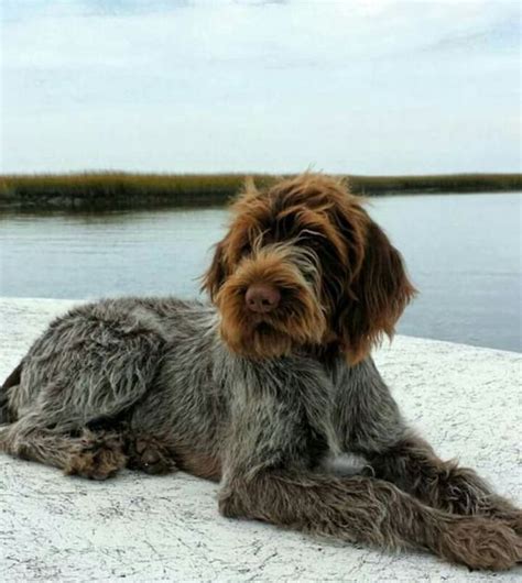 Why buy a wirehaired pointing griffon puppy for sale if you can adopt and save a life? German Wirehaired Pointer | Dog Breed Info: Pictures ...