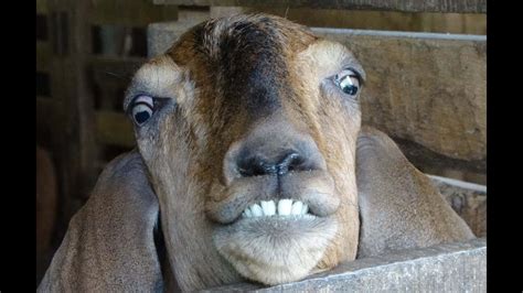 Smiling Goat Youtube