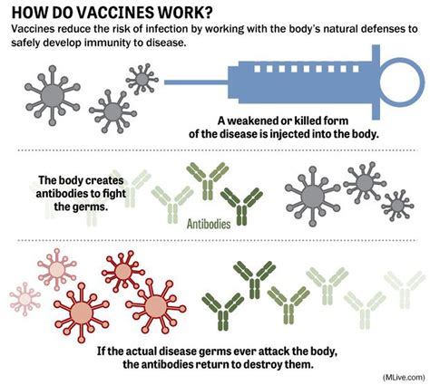 How Do Vaccinations Work The Science Of Immunizations