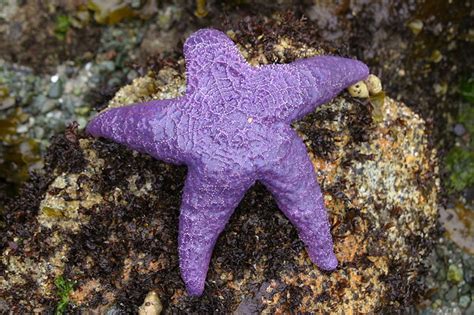 Purple Sea Star Flickr Photo Sharing