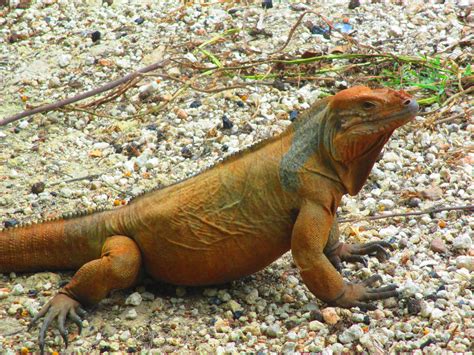 13 Interesting Facts About Komodo Dragons Diy Travel Hq