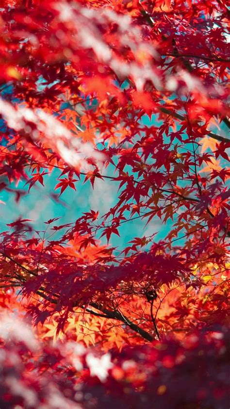 Red Maple Leaves Tree Wallpaper Backgrounds Iphone Wallpaper Fall