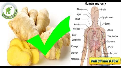 Medicinal Ginger Health Benefits You Didn T Know Top Health Benefits Health Benefits Of