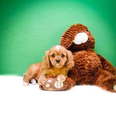 Contact us today to learn more about our cavapoo puppies! Looking for a Cavapoo puppy? Florida Pups is a breeder ...