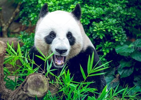 Giant Panda — Stock Photo © Goinyk 72785237