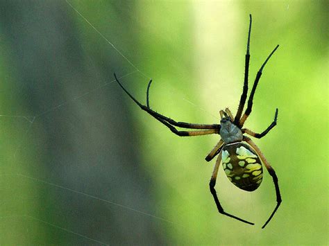 Maybe you would like to learn more about one of these? Black and Yellow Garden Spider - Huge - DFW Urban Wildlife