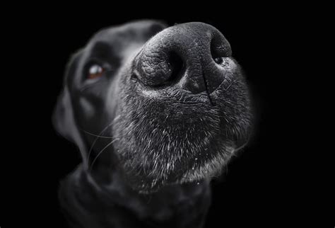 Black Dog Nose Flickr Photo Sharing